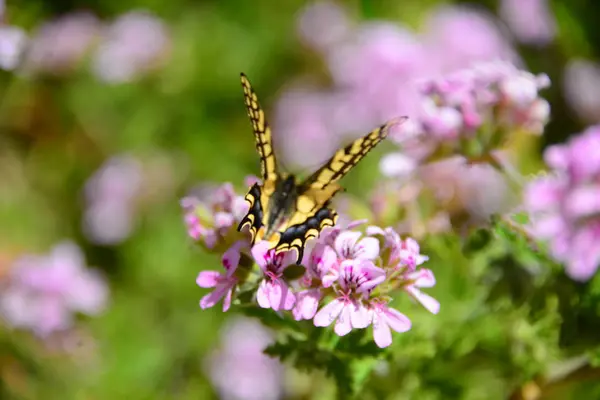 Nahaufnahme Von Schönen Bunten Schmetterling — Stockfoto