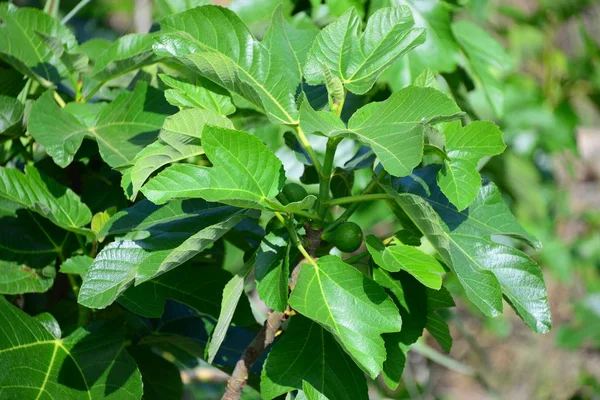 Fikonträd Gröna Blad Fruktträd — Stockfoto
