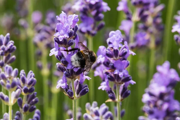 Lavendel Mit Biene Nahaufnahme Der Duftenden Blauen Pflanze Mit Insekt — Stockfoto