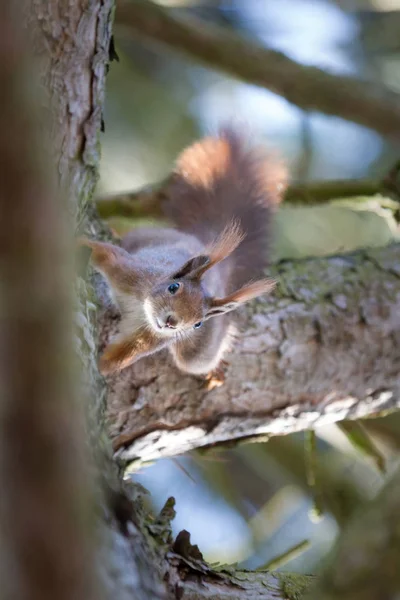 リス動物 ふわふわのげっ歯類 — ストック写真