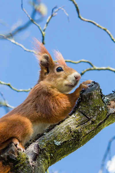 Vilda Djur Ekorre Djur Naturen Fluffig Ekorre — Stockfoto