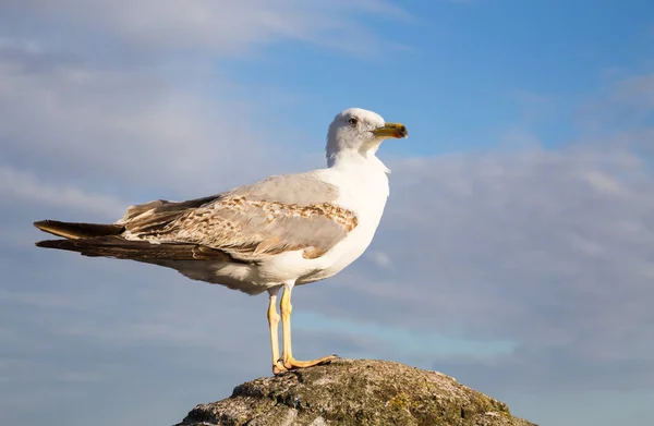 Gaivota Fundo Céu Azul — Fotografia de Stock