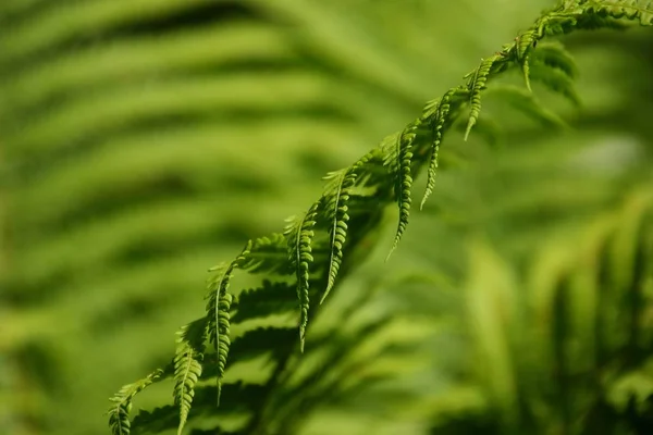 Zielona Flora Paproci Liście Roślin Leśnych — Zdjęcie stockowe