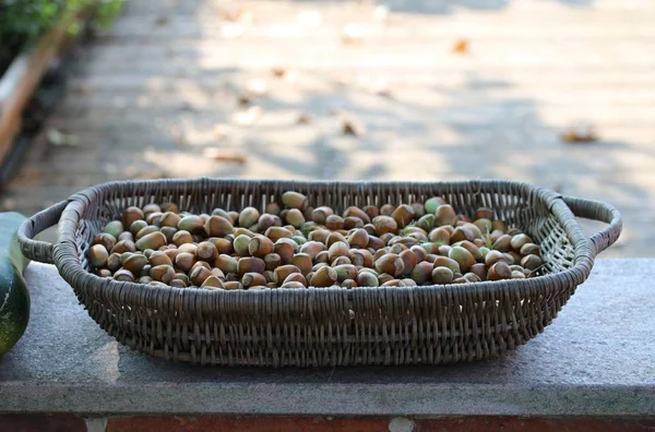 Een Mand Vol Hazelnoten — Stockfoto