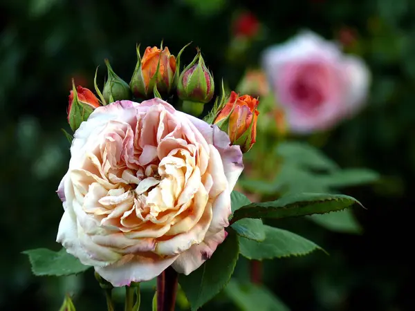 Blomstrende Roser Blomsterblader Flora – stockfoto