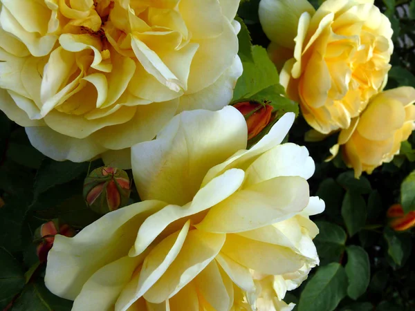 Ανθισμένο Τριαντάφυλλο Πέταλα Λουλουδιών Χλωρίδα — Φωτογραφία Αρχείου