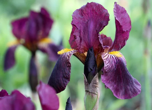 Pemandangan Indah Bunga Iris — Stok Foto