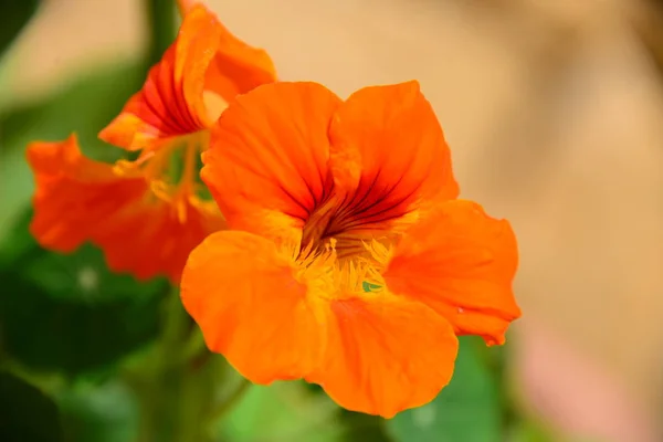 Vista Cerca Hermosas Flores Amapola Silvestre —  Fotos de Stock