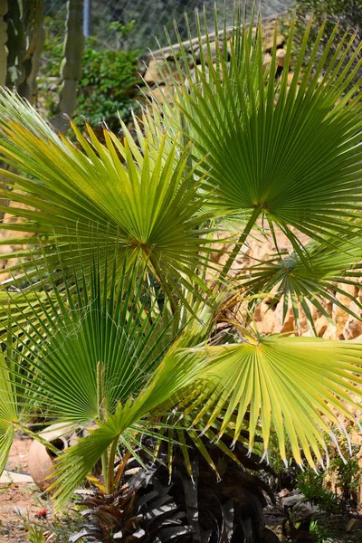 Palm Leaves Στην Ισπανία — Φωτογραφία Αρχείου