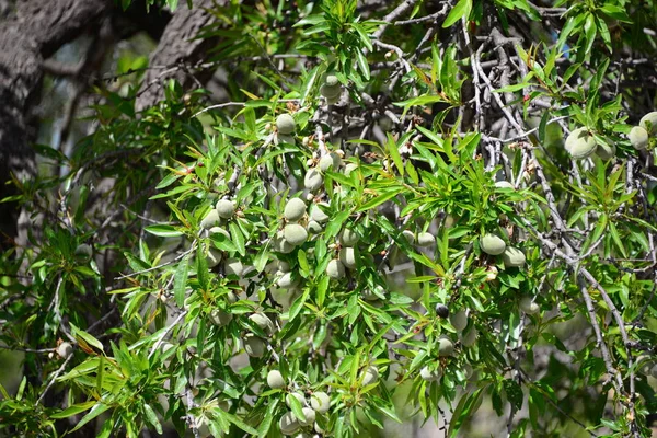 Mandelbaum Flora Und Blätter Der Natur — Stockfoto
