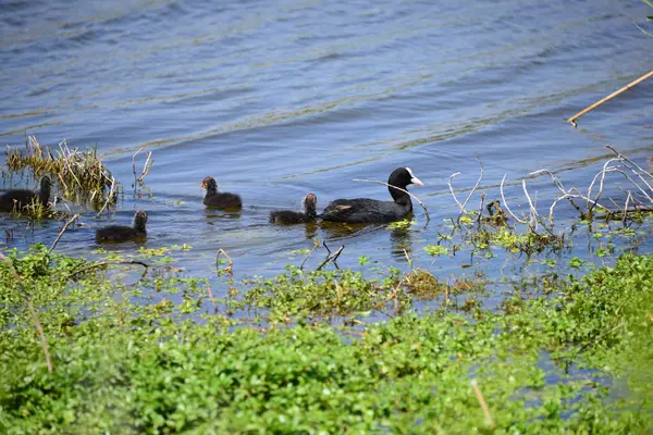 Mallard Lago Con Dolor — Foto de Stock