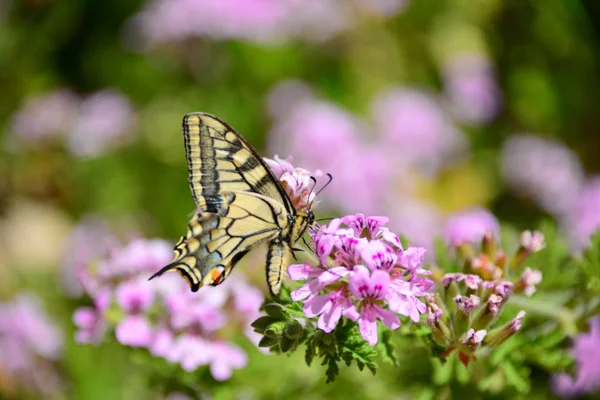 Nahaufnahme Von Schönen Bunten Schmetterling — Stockfoto