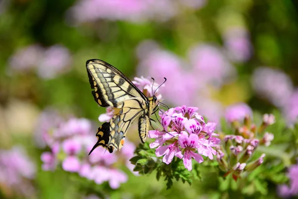 Closeup View Beautiful Colorful Butterfly — Stock Photo, Image