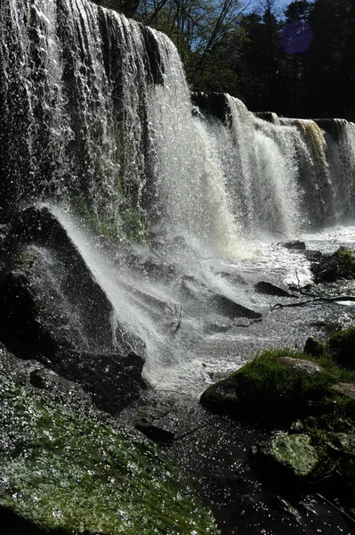 Природа Флора Водопад — стоковое фото