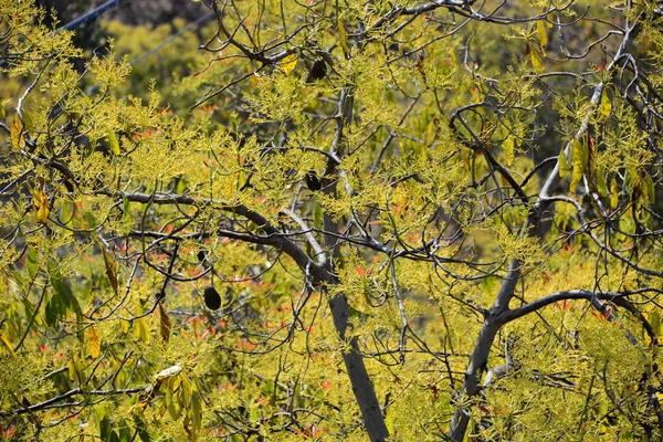 アボカドの木ペルシー アメリカーナ — ストック写真