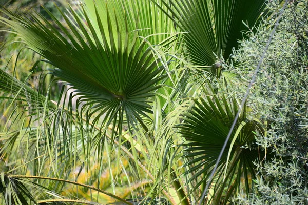 Feuilles Florales Nature Environnement — Photo