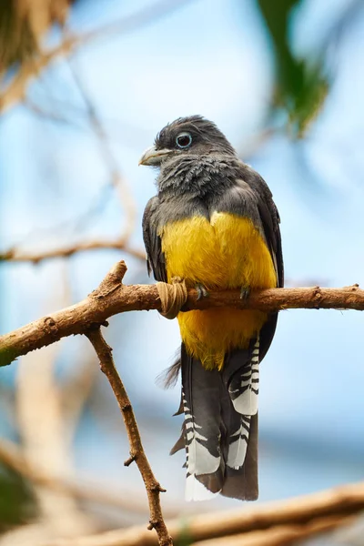 암컷이 나뭇가지에 있습니다 새들은 남아메리카 밀림에 — 스톡 사진