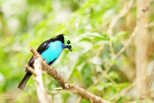Tanagerit Istuvat Oksalla Tulee Etelä Amerikasta Yksi Kauneimmista Linnuista Maailmassa — kuvapankkivalokuva