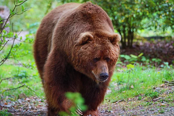 クマは世界で最も危険な土地の捕食者の一人です 写真は彼が高解像度でフルサイズで — ストック写真