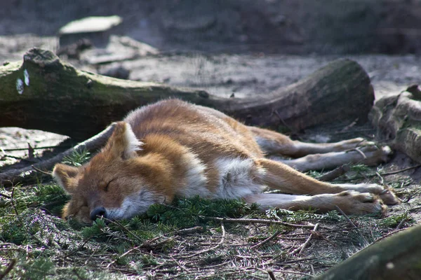 Schlafender Fuchs Wald — Stockfoto
