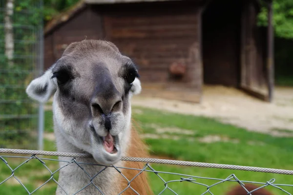 Lama Animal Drôle Long Cou Animal — Photo