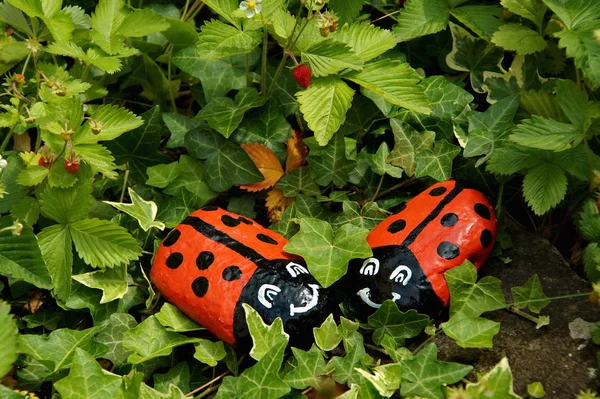 草上的瓢虫和瓢虫 — 图库照片
