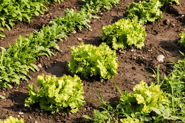 Ensalada Fresca Campo Cultivo Agrícola Lechuga —  Fotos de Stock