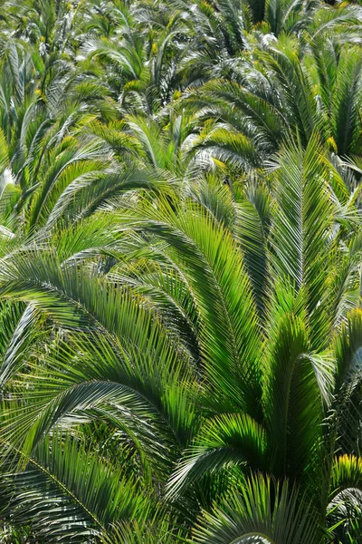 Blomblad Natur Och Miljö — Stockfoto