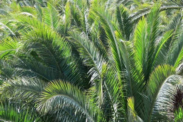 植物叶 自然及环境 — 图库照片