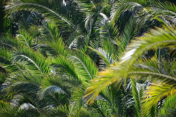 Foglie Floreali Natura Ambiente — Foto Stock