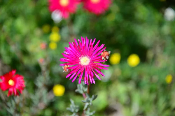 庭に咲く春の花 — ストック写真