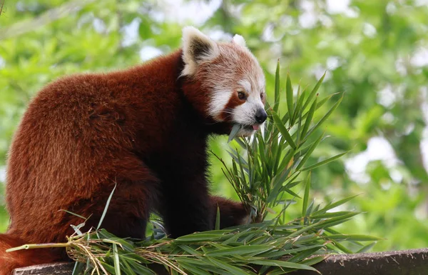 Panda Rosso Ailurus Fulgens — Foto Stock