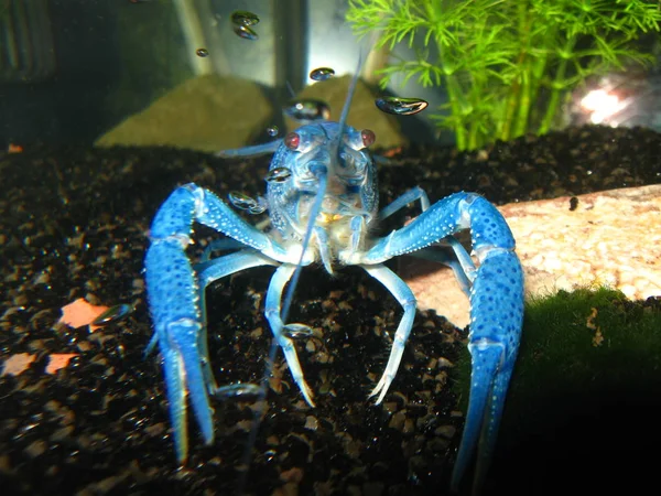 blue crayfish petsmart