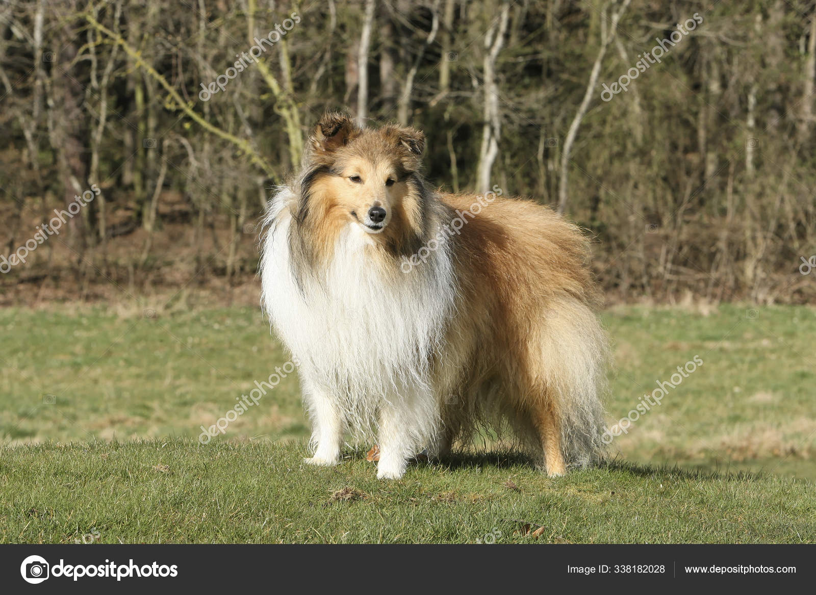 Collie Sheltie 101 Sheltie Shetland Sheepdog Shelty Dog U200B