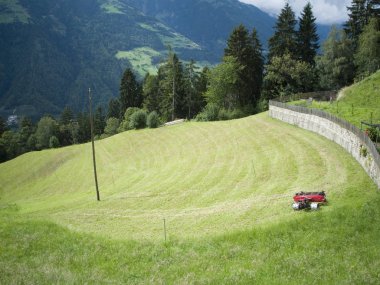 scenic view down on a freshly mown meadow alm in south tyrol near and above the town of merano to a wal-way clipart