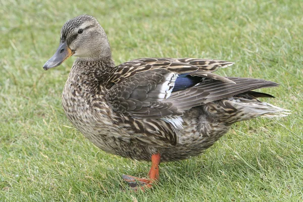 Vacker Utsikt Över Söt Gräsänder Vid Naturen — Stockfoto