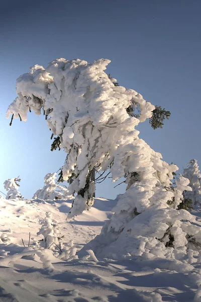 Fichtelberg Spruce Erzgebirge Snow Winter Landscape Thuringia — Stock Photo, Image