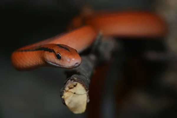 Cobra Animal Réptil Carnívoro — Fotografia de Stock