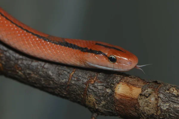 ヘビの動物肉食爬虫類 — ストック写真