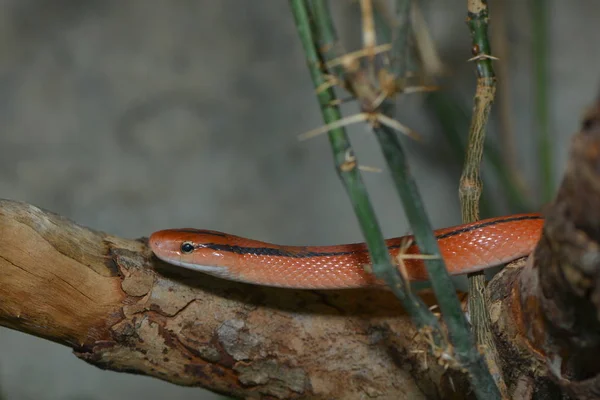 Cobra Animal Réptil Carnívoro — Fotografia de Stock