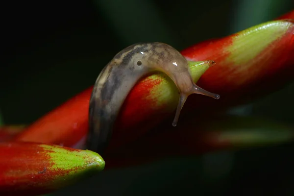 カタツムリが花の上を這い — ストック写真