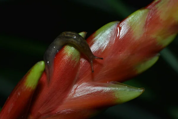 Caracol Rasteja Sobre Uma Flor — Fotografia de Stock