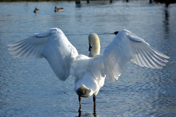 Scenic View Majestic Swans Nature — Stock Photo, Image