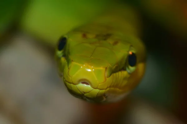 Green Spitzkopfnatter Green Snake Gonyosoma Oxycephalum — Stock Photo, Image