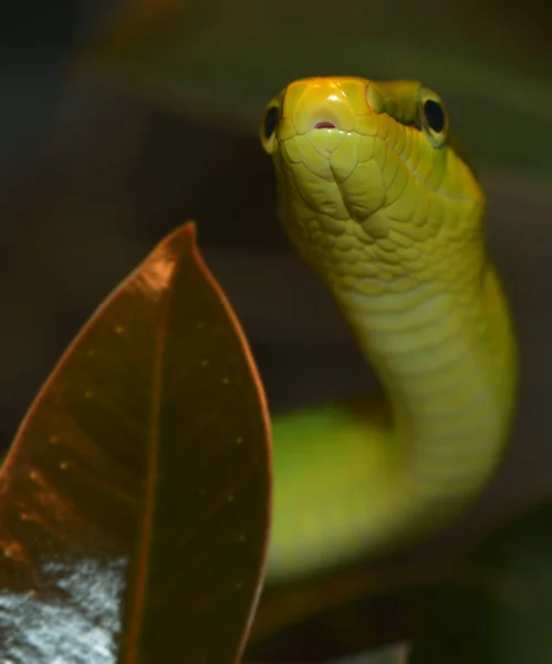 Verde Spitzkopfnatter Cobra Verde Gonyosoma Oxycephalum — Fotografia de Stock