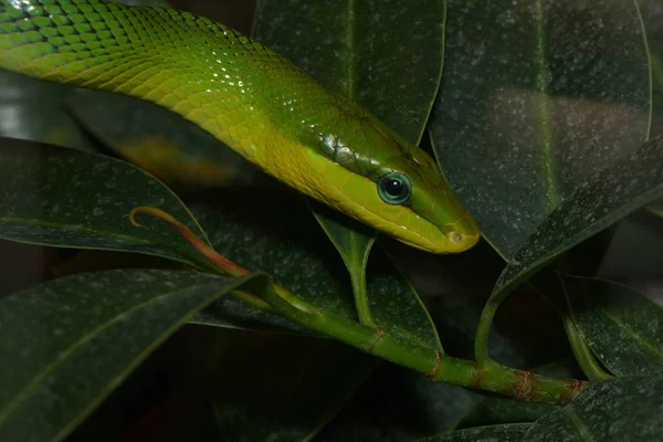 Schlangentier Fleischfressendes Reptil — Stockfoto