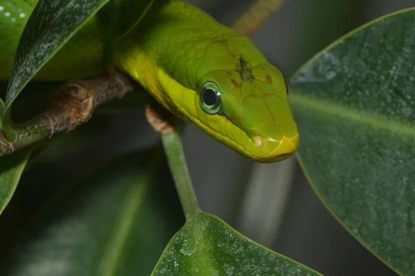 Ormdjur Köttätande Reptil — Stockfoto