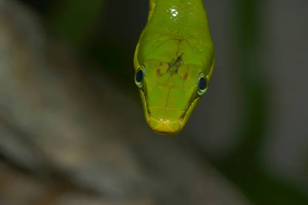 Verde Spitzkopfnatter Cobra Verde Gonyosoma Oxycephalum — Fotografia de Stock