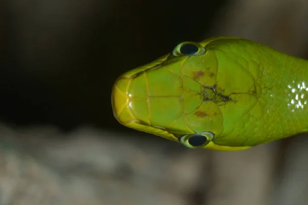 Yeşil Spitzkopfnatter Yeşil Yılan Gonyosoma Oxycephalum — Stok fotoğraf