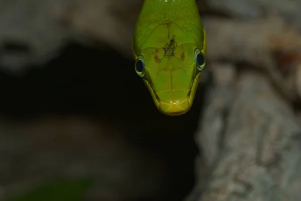 Schlangentier Fleischfressendes Reptil — Stockfoto